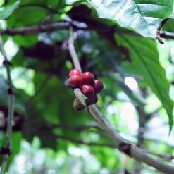 Kopi Luwak Koffie. 35 Gram Ongemalen Bonen. Direct Trade. Single Origin. The Original By Rich.Exclusive. -Koffie Apparatuur 1200x1200 63