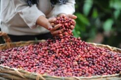 Nescafé Gold Espresso Oploskoffie - 6 Potten à 100 Gram -Koffie Apparatuur 1200x798 4