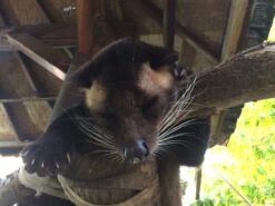 Kopi Luwak Koffie. 35 Gram Ongemalen Bonen. Direct Trade. Single Origin. The Original By Rich.Exclusive. -Koffie Apparatuur 1200x900 1