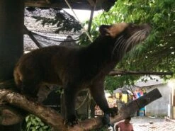 Kopi Luwak Koffie. 35 Gram Ongemalen Bonen. Direct Trade. Single Origin. The Original By Rich.Exclusive. -Koffie Apparatuur 1200x900