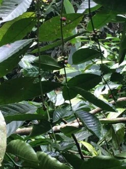 Kopi Luwak Koffie. 35 Gram Ongemalen Bonen. Direct Trade. Single Origin. The Original By Rich.Exclusive. -Koffie Apparatuur 900x1200 4